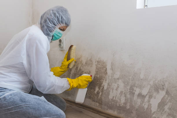 Best White Mold Remediation in Taft Southwest, TX
