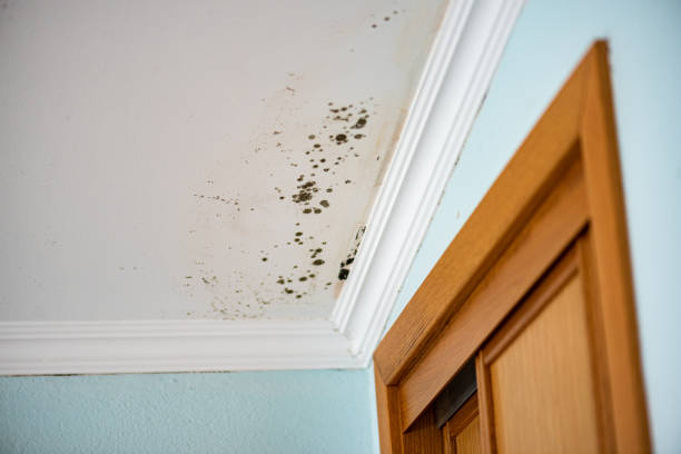 Best Commercial Mold Remediation in Taft Southwest, TX