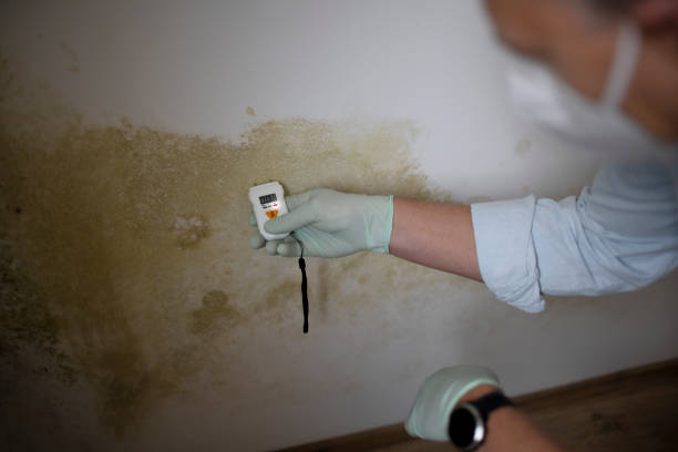 Best Emergency Mold Remediation in Taft Southwest, TX
