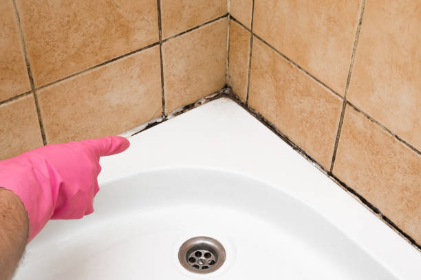 Professional Mold Remediation in Taft Southwest, TX